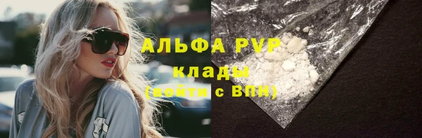 стаф Алзамай